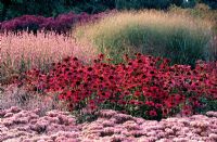 Pink border with Echinacea purpurea, Sedumd and grasses at Millennium garden at Pensthorpe in Norfolk