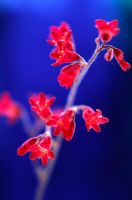 Heuchera 'Red Spangles' - Alum root