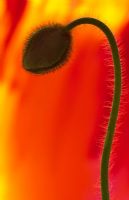 Papaver - Closeup of hairy poppy flowerbud and stem