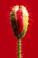Papaver - Red poppy flowerbud opening
