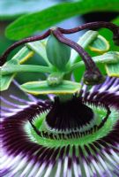 Passiflora - Closeup of Passionflower