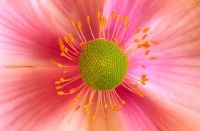 Anemone japonica - Japanese anemone - extreme closeup of centre