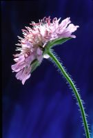 Scabiosa - closeup of pale purple flower