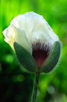 Papaver orientalis - Oriental Poppy