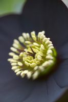 Helleborus x hybridus syn. x orientalis extreme closeup of black flower with pale yellow stamens