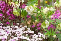 Cyclamen coum - white and pink flowers with Helleborus x hybridus