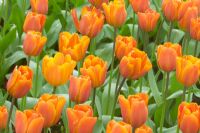 Tulipa 'Annie Schilder' closeup of orange flowers in spring