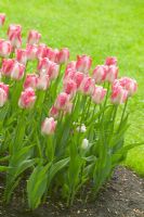 Tulipa 'Amelia' pink tulips in spring