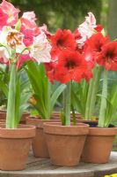 Hippeastrum - Amaryllis in pots on garden table