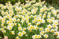 Narcissus 'Flower Record' - Daffodils flowering in spring at Keukenhof, Holland