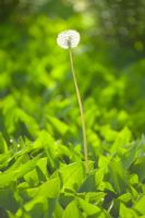 Taraxacum officinale - Dandelion seedhead in woodland. Keukenhof, Holland