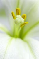 Lilium - Extreme closeup of center of Lily