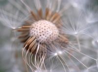 Taraxacum officinale - Dandelion seedhead