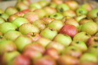 Malus domestica - Apples