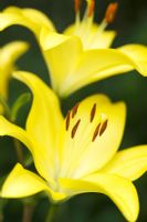 Lilium - Yellow Lilies