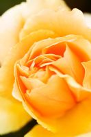 Rosa 'Just Joey' - Closeup of yellow flower
