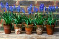 Muscari - Grapehyacinths in row of antique pots
