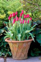 Terracotta pot with Tulipa 'Red Shine'