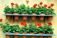 Pelargoniums in pots on shelves