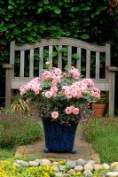 Blue glazed pot with Rosa 'Pretty Polly' and Linaria 'Blue Dream'