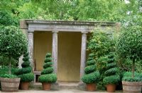 Containers with Buxus spirals and standard Laurels