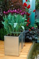 Metal containers with Tulipa 'Queen of Night' - Tulips Chelsea FS 1997