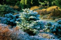 Abies concolor 'Glauca Compacta' at Valley Gardens in Windsor