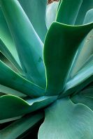 Agave attenuata - Spineless agave