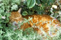 Cat sleeping in catmint - Nepeta