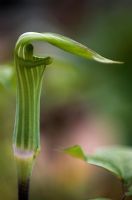 Arisaema japonicum - closeup of tubular flower 