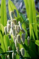 Briza maxima - Large quaking grass