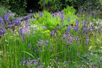Iris sibirica planted between series of water canals in 'The Laurent Perrier - Trentham Awakes' garden at Chelsea FS 2005