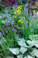 Border with Hosta, Iris sibirica and Iris pseudocorus 'The Bradstone Spring Garden' at Chelsea FS 2005