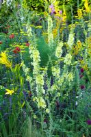 Border with Verbascum, Hemerocallis, Geum and Achillea in 'The Cancer Research UK Discovery Garden' at Chelsea FS 2005