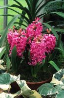 Hyacinthus 'Pink Pearl' - hyacinths flowering in pot indoors