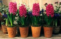Hyacinthus 'Pink Pearl' - Row of Hyacinths in clay pots