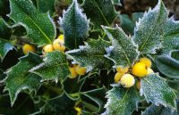 Ilex aquifolium 'Bacciflava' - Holly