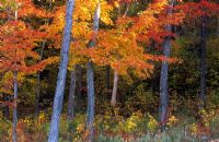 Acer saccharum - Sugar Maples in Maine US