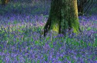 Bluebell wood in spring