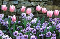 Spring border with Tulipa 'Grevl' and Viola 'Joker Light Blue' 
