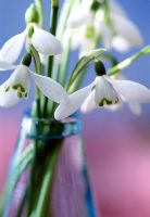 Glass vase with Galanthus nivalis - Snowdrops