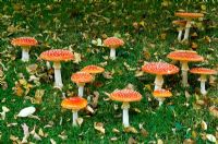 Amanita muscaria - Fly Agaric mushroom in lawn