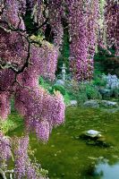 Wisteria in bloom overhanging pond in Japanese style garden. Hakone, Saratoga in California US