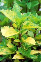 Mentha x gracilis 'Variegata' - Ginger mint