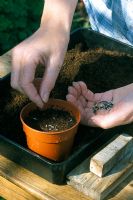 Sowing Marigold seeds in pot in spring