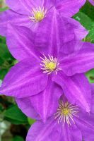 Clematis 'Lady Northcliffe'