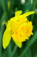Narcissus 'Telomonius Plenus' - Daffodil