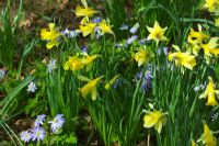 Narcissus pseudonarcissus - Daffodils with Anemone appenina in spring