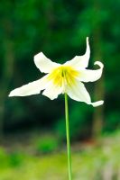 Erythronium oregonum - Trout Lily