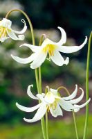 Erythronium 'Minnehaha' - Trout Lily